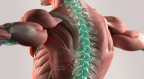 Montreal thoracic spine